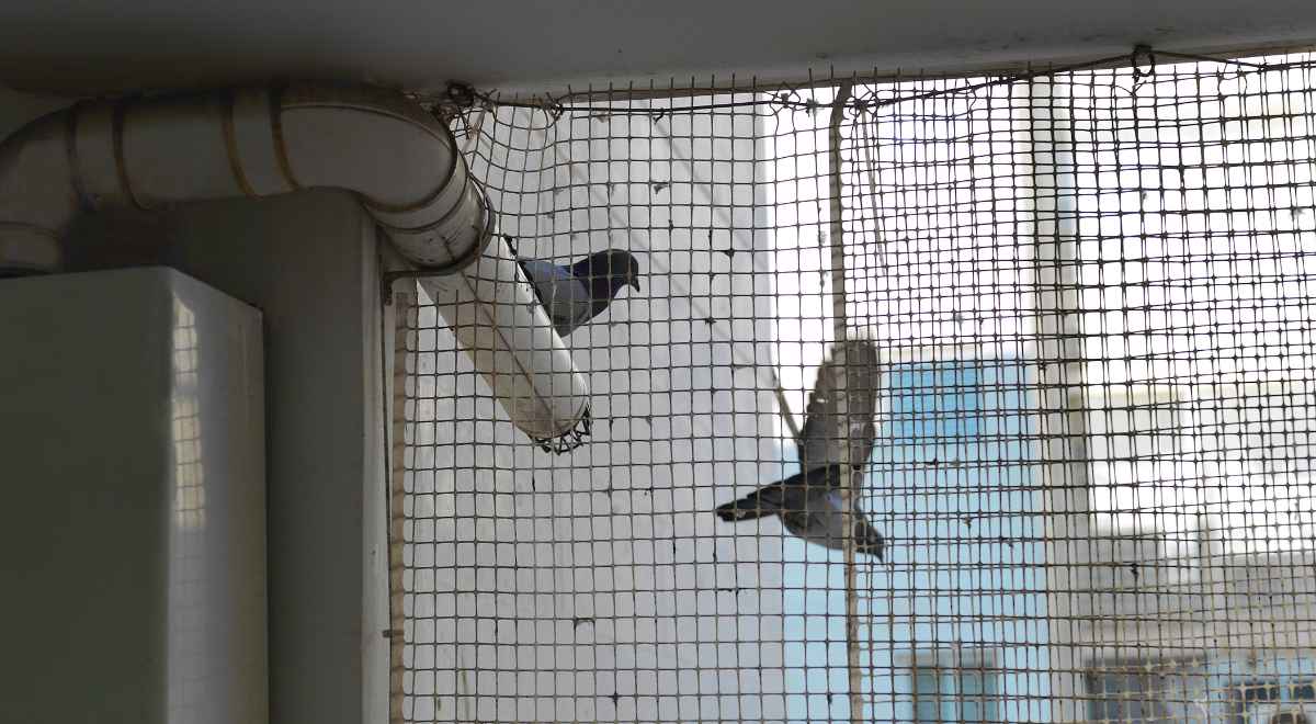 Transparent bird net installed on an apartment balcony in Ahmedabad